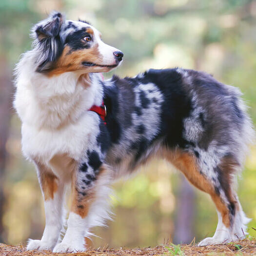 Australian shepherd working store dog